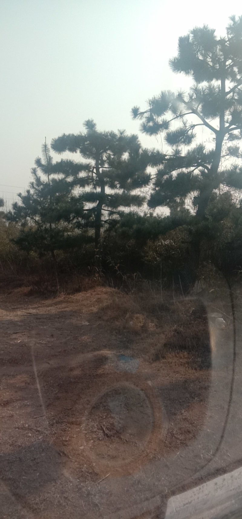 黑松