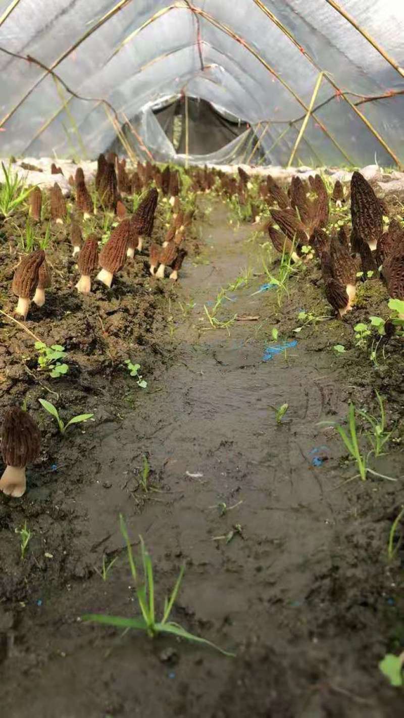 成都羊肚菌基地供应全国空运当天到货