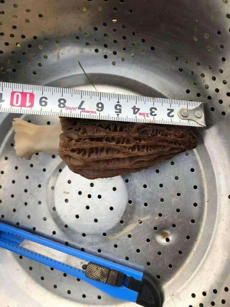 成都羊肚菌基地供应全国空运当天到货