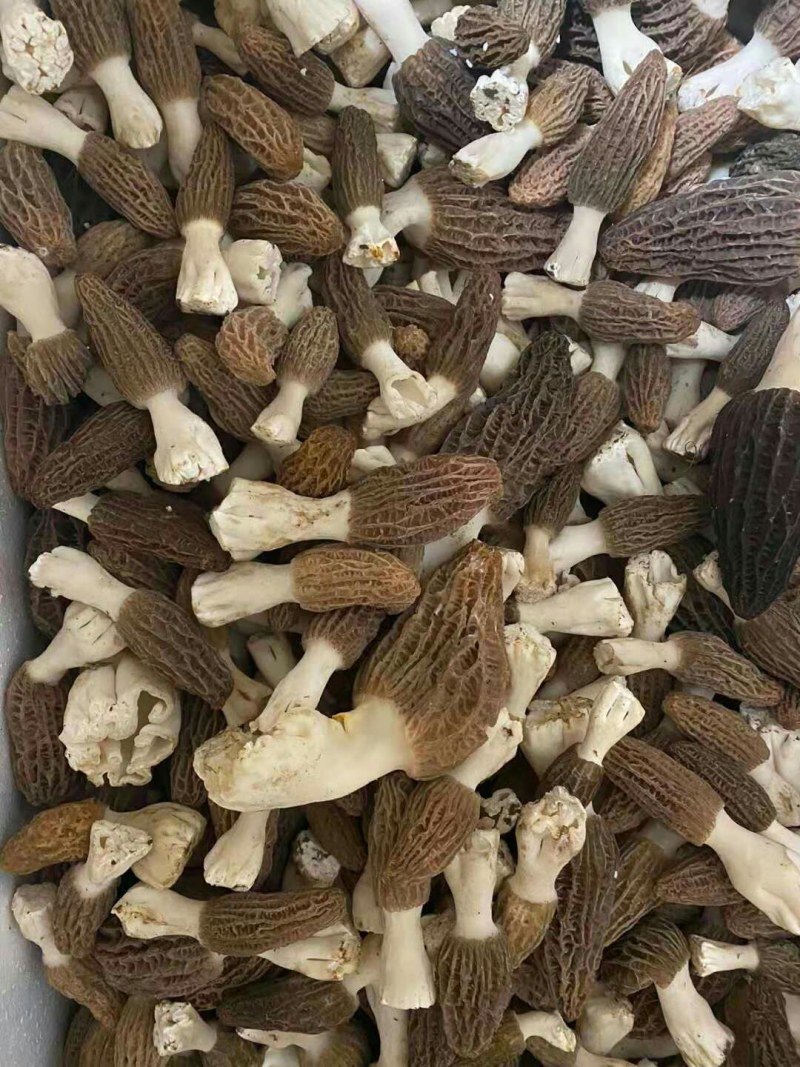 成都羊肚菌基地供应全国空运当天到货