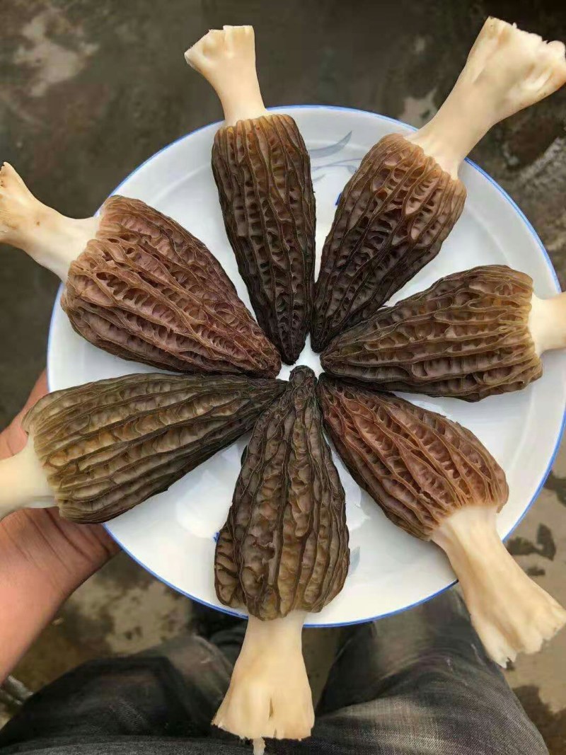 成都羊肚菌基地供应全国空运当天到货