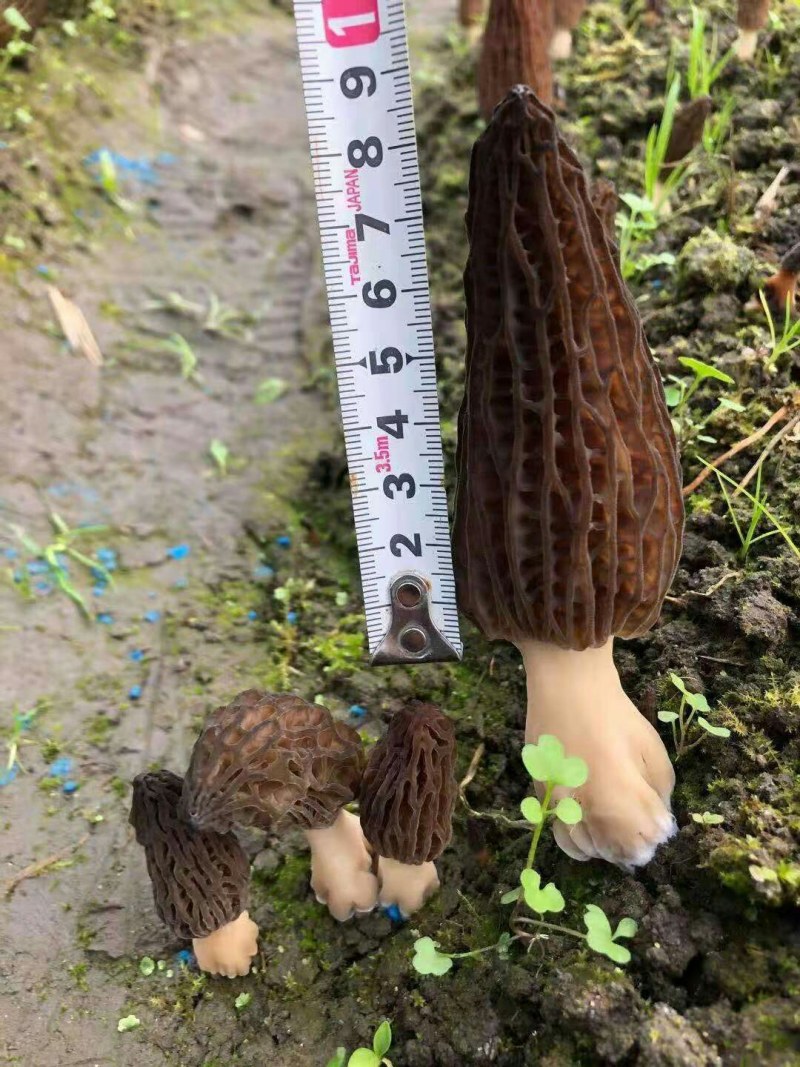 成都羊肚菌基地供应全国空运当天到货