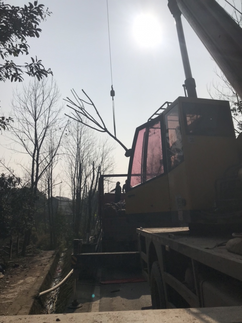 羊蹄甲，大量出售，5到12公分，截顶发帽。