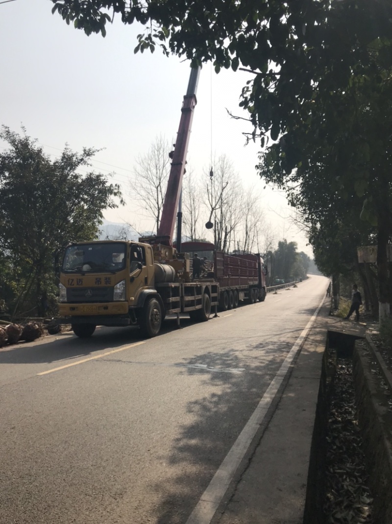 羊蹄甲，大量出售，5到12公分，截顶发帽。