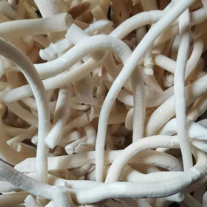 小通草中药材批发小通草