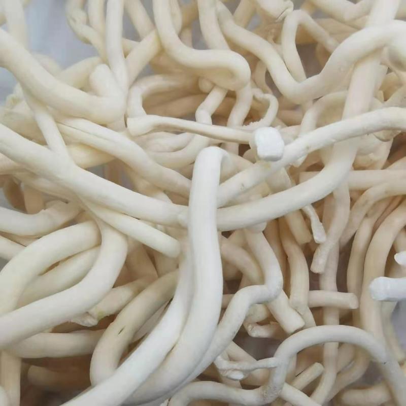 小通草中药材批发小通草