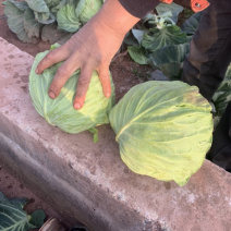 甘蓝精品现有二十亩地直接可以砍