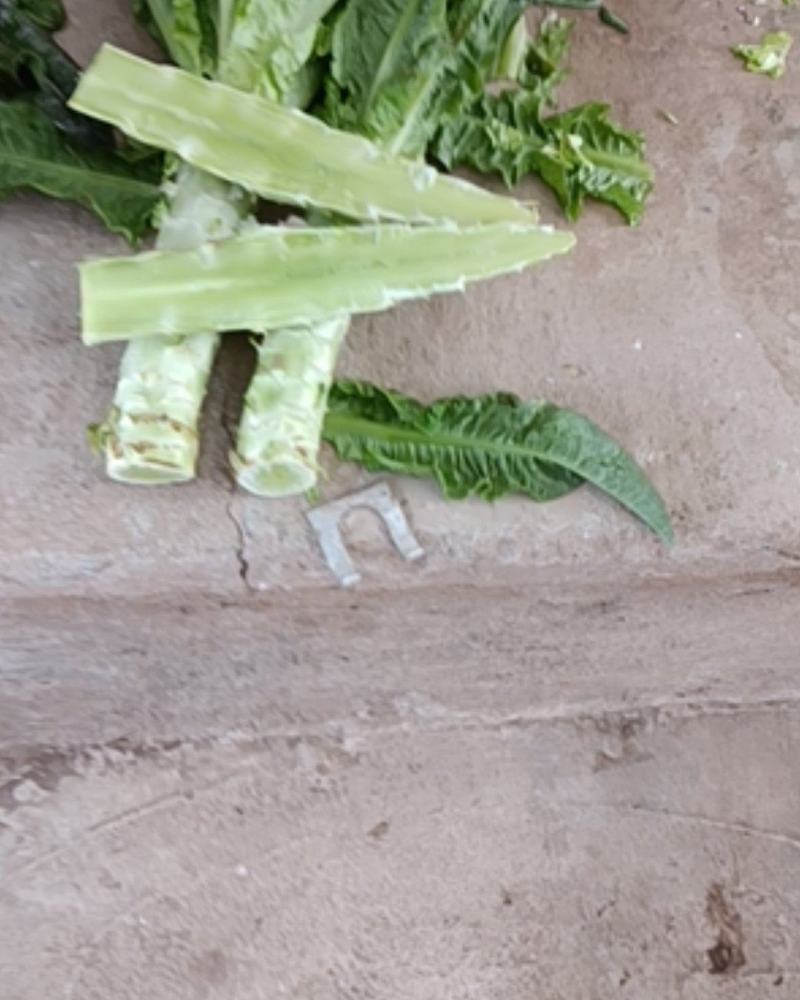 本基地有大量质优价美的蔬菜出售，欢迎垂询！