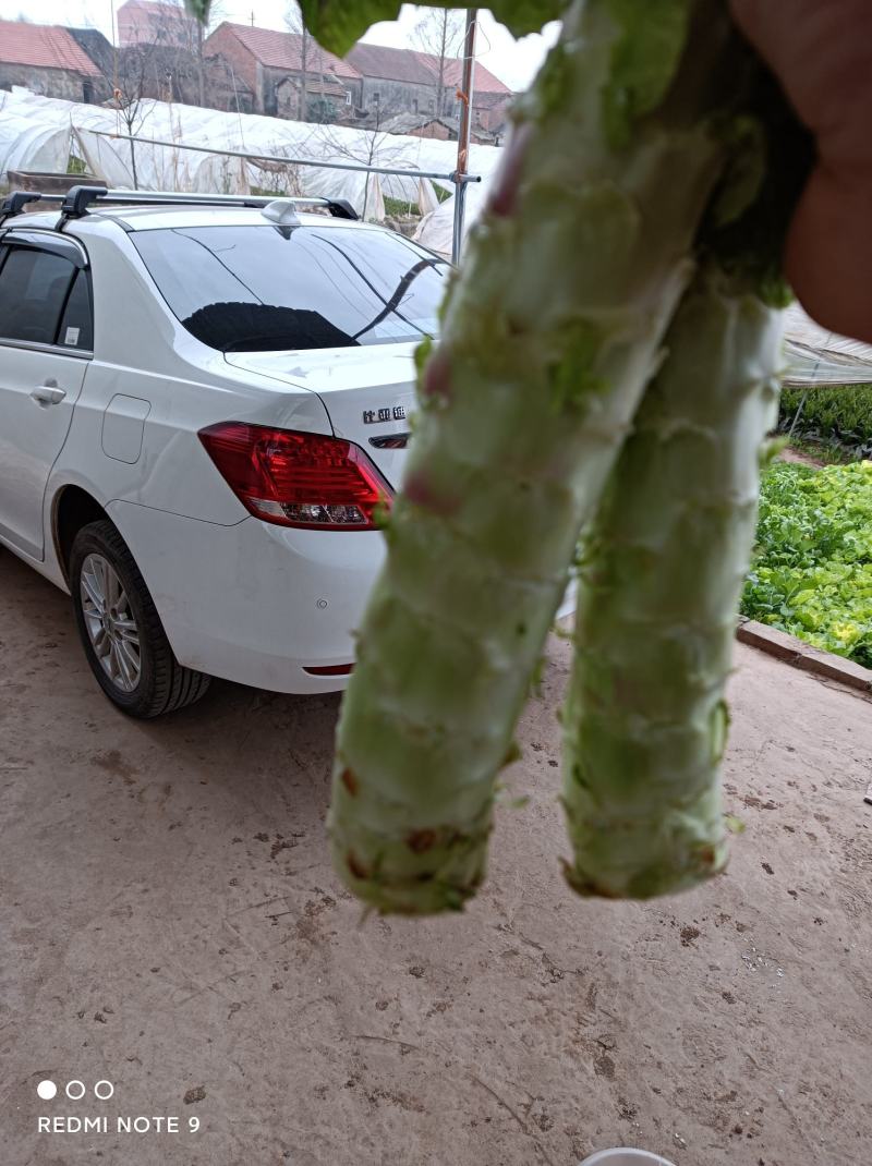 本基地有大量质优价美的蔬菜出售，欢迎垂询！