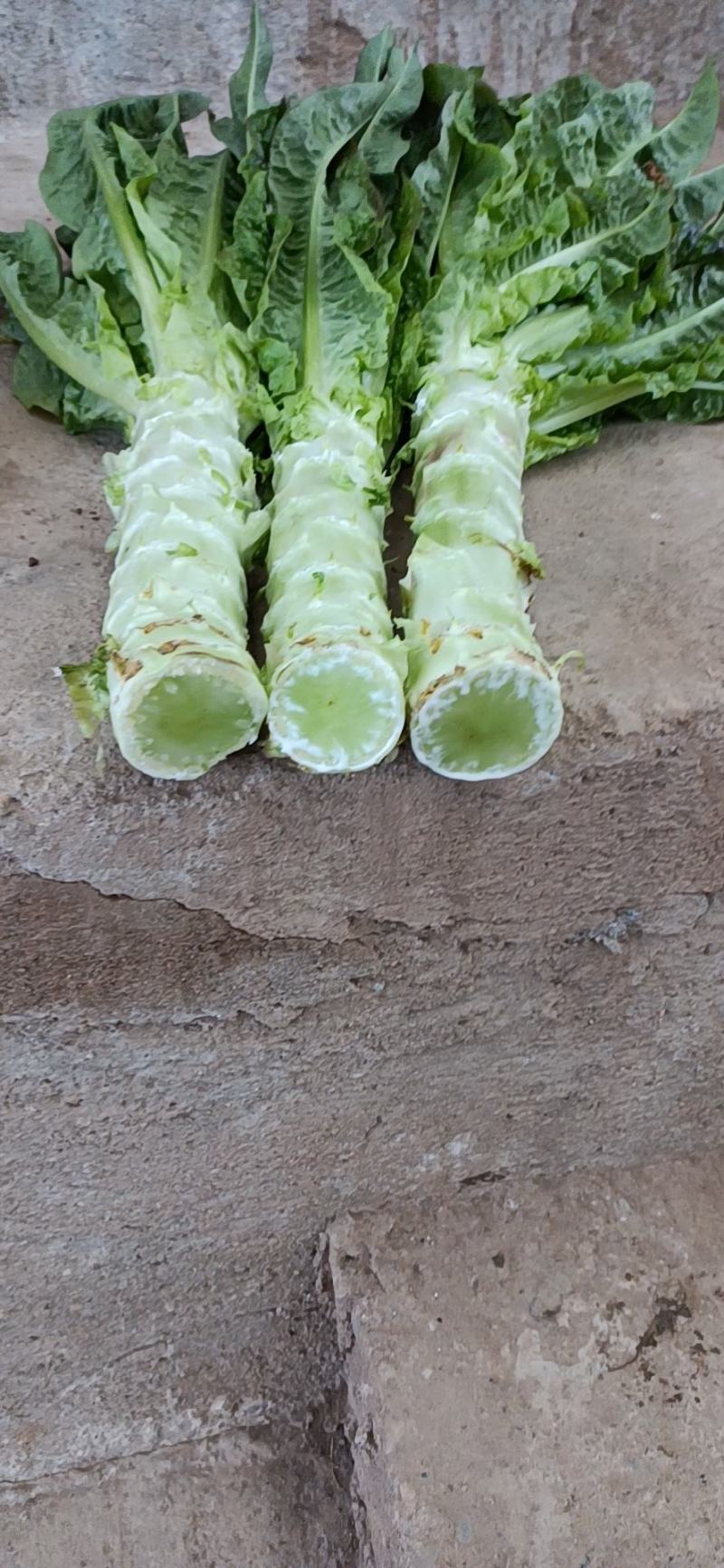 本基地有大量质优价美的蔬菜出售，欢迎垂询！