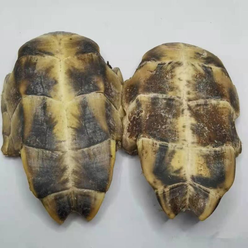 龟板中药材批发龟板批发各种中药材