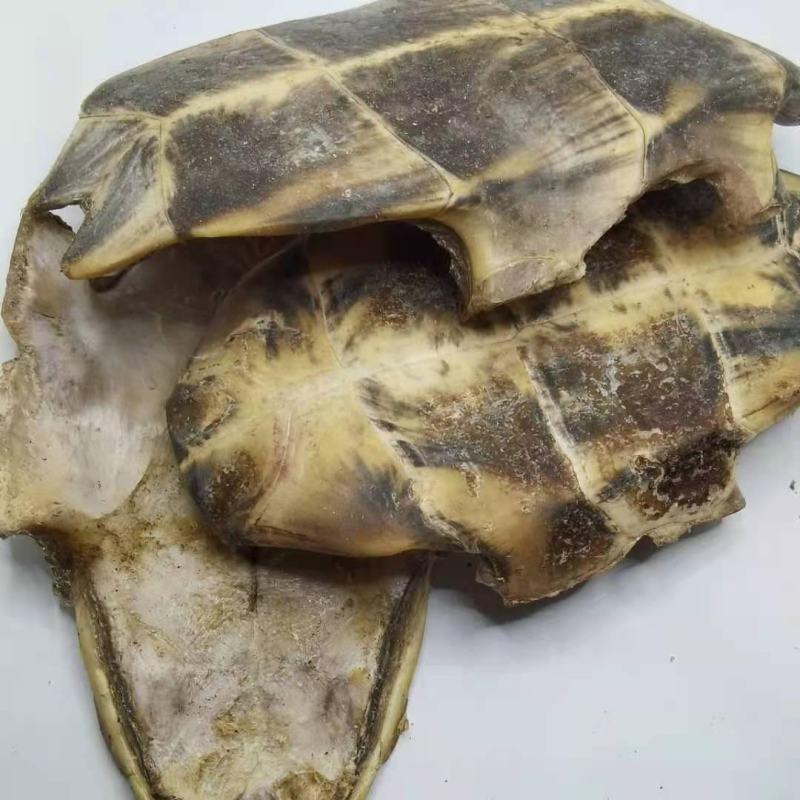 龟板中药材批发龟板批发各种中药材