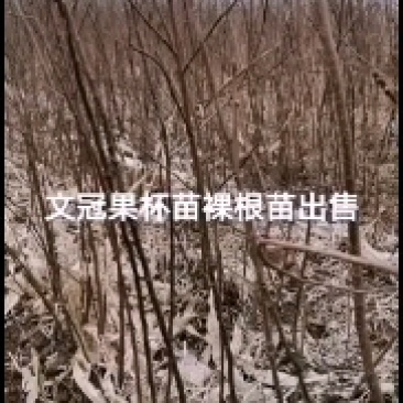 文冠果杯苗裸根苗出售预订量大优惠