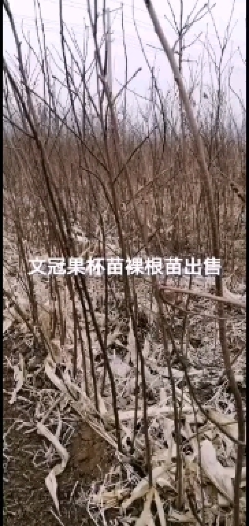 文冠果杯苗裸根苗出售预订量大优惠