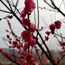 红梅花骨里红盆栽地栽庭院