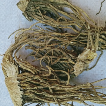 藜芦，中药材藜芦质量保证，经营各种中药材欢迎咨询合作！