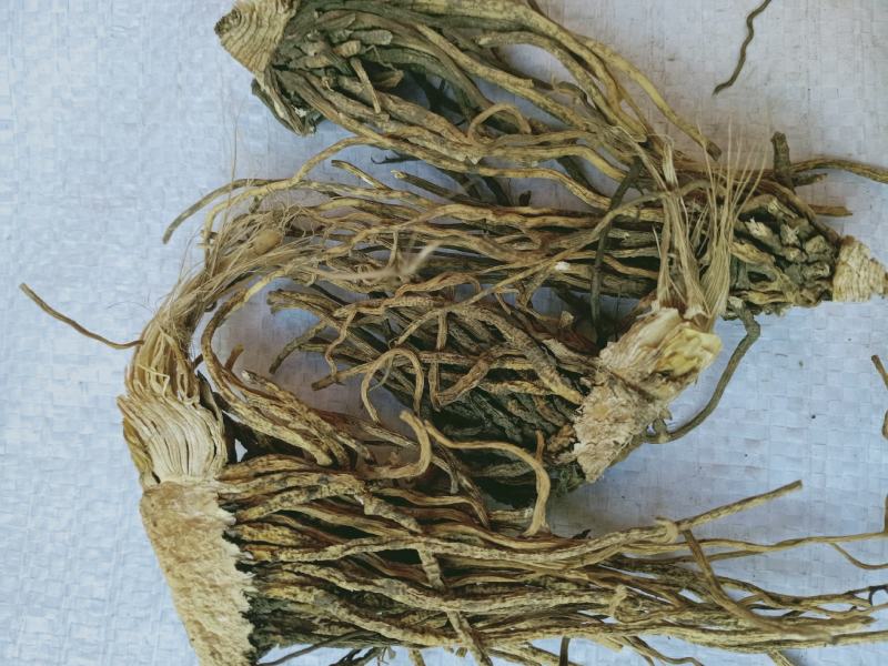 藜芦，中药材藜芦质量保证，经营各种中药材欢迎咨询合作！