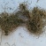 红毛七，正品野生红毛七质量保证经营各种中药材欢迎咨询合作
