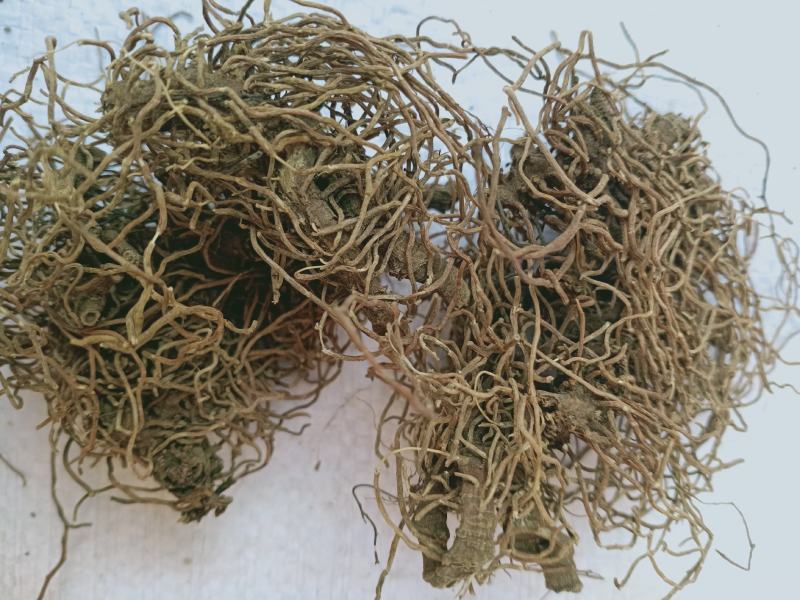 红毛七，正品野生红毛七质量保证经营各种中药材欢迎咨询合作