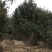 茶花低矮分枝茶花假植苗地径10-13公分，面议详谈