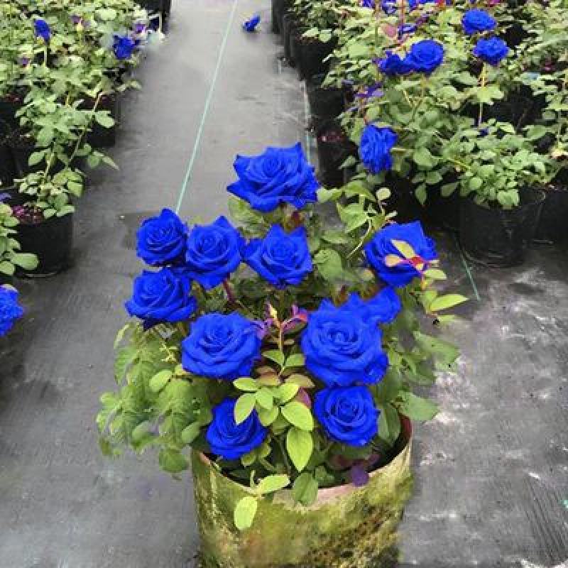 蓝色妖姬玫瑰老根苗【速生生长速度快花快】适合南北方种植