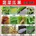 新景象截剑道苏云金杆菌蔬菜棉铃虫甜菜夜蛾核型多角体病毒类