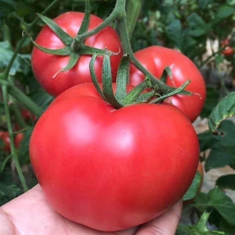 新景象截剑道苏云金杆菌蔬菜棉铃虫甜菜夜蛾核型多角体病毒类