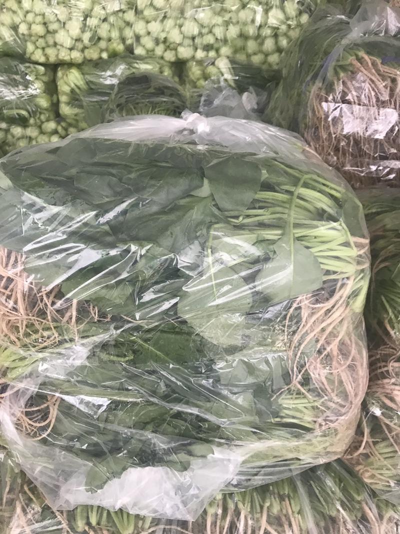 精品菠菜20公分－25公分大量上市中价格逐渐回落
