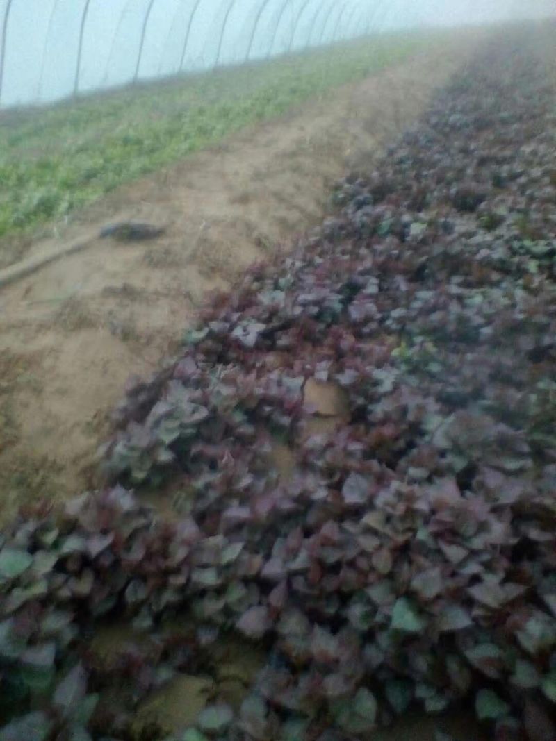 高代脱毒西瓜红苗，品种纯，茎粗壮，叶肥厚，晾晒时间长