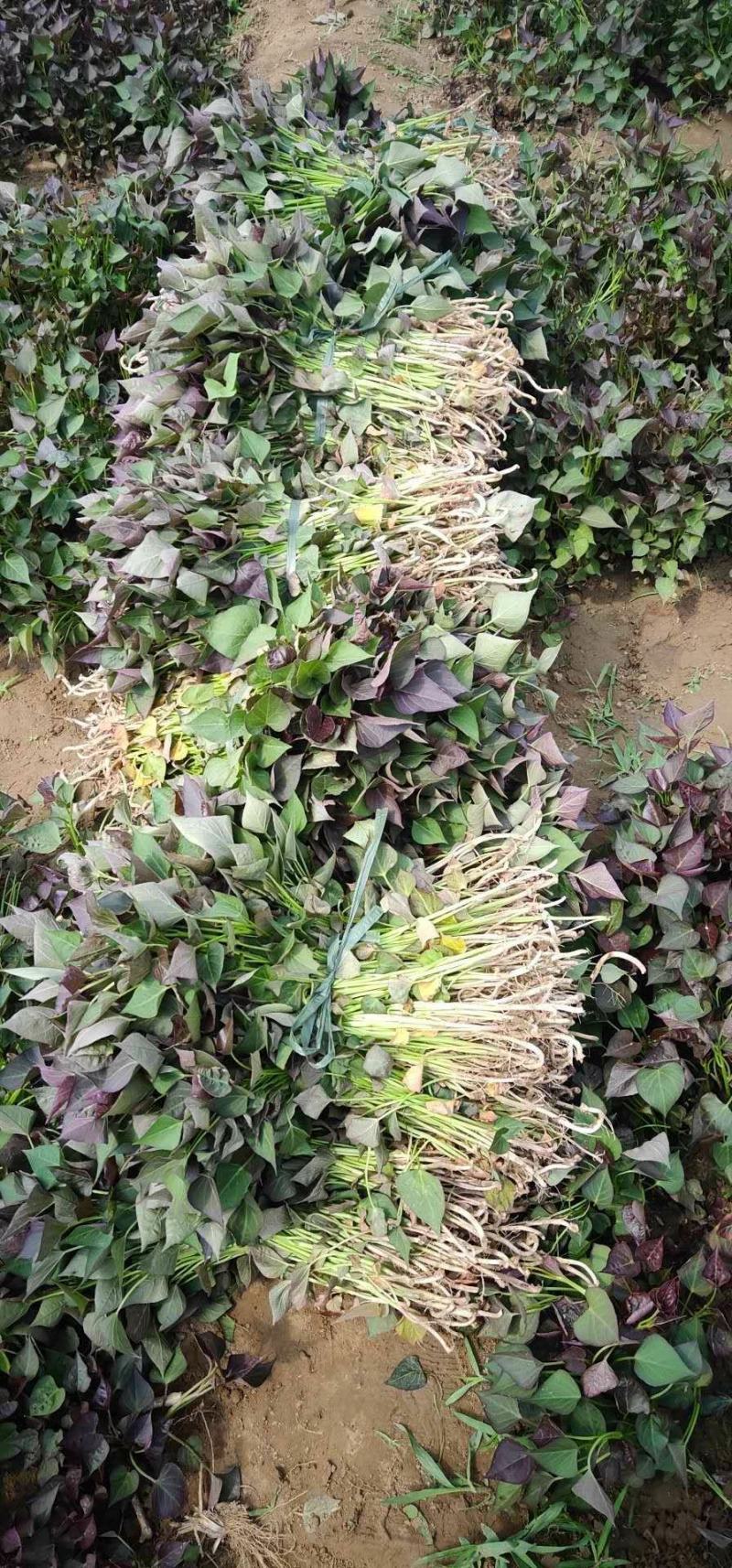 高代脱毒西瓜红苗，品种纯，茎粗壮，叶肥厚，晾晒时间长