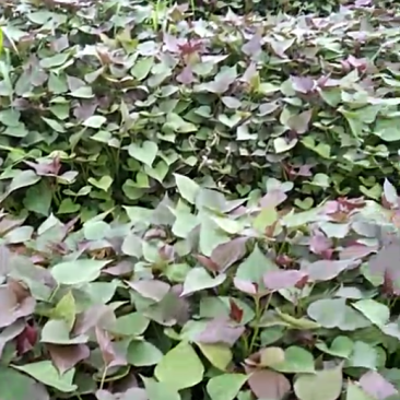 高代脱毒西瓜红苗，品种纯，茎粗壮，叶肥厚，晾晒时间长