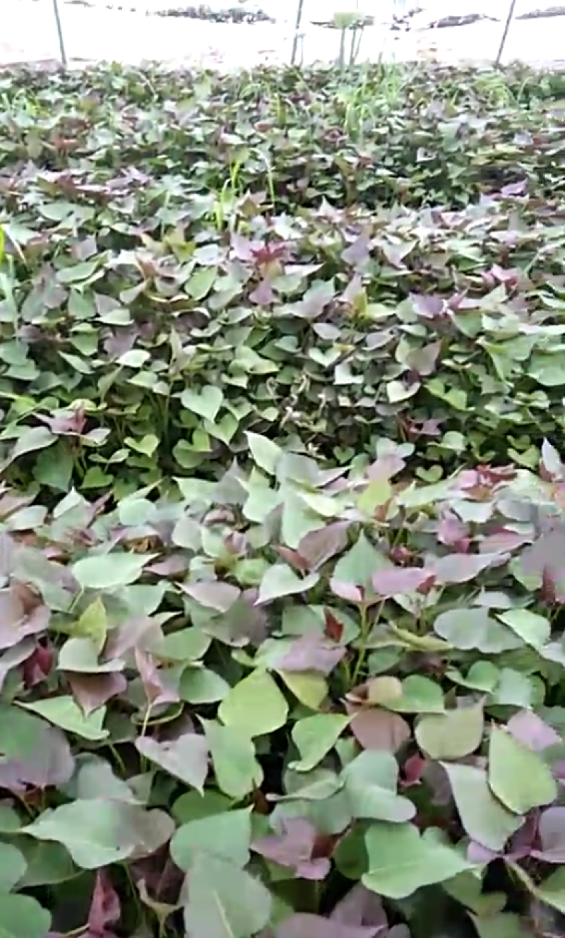 高代脱毒西瓜红苗，品种纯，茎粗壮，叶肥厚，晾晒时间长