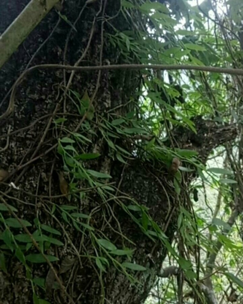 中药材赶黄草泡茶好料