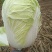 本地优质大白菜，质量好常年供应量大从优，