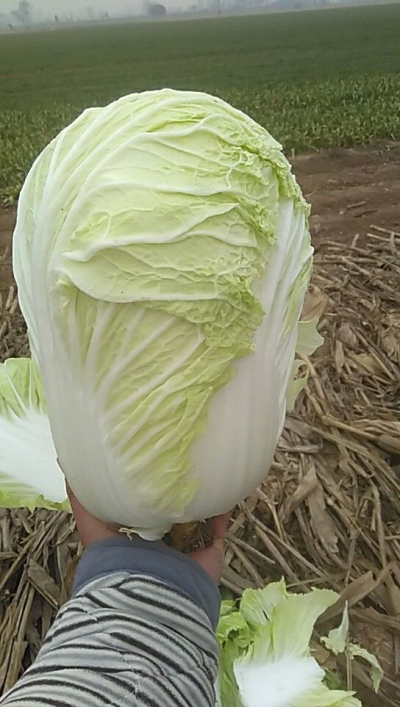 本地优质大白菜，质量好常年供应量大从优，