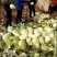 本地优质大白菜，质量好常年供应量大从优，
