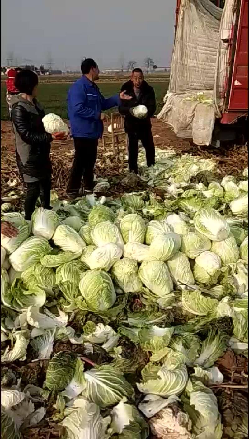 本地优质大白菜，质量好常年供应量大从优，