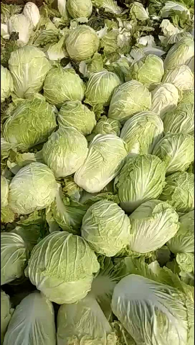 本地优质大白菜，质量好常年供应量大从优，