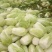 本地优质大白菜，质量好常年供应量大从优，