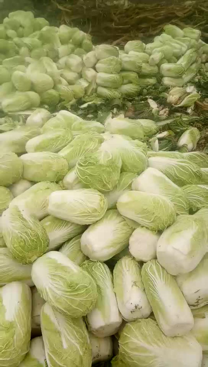 本地优质大白菜，质量好常年供应量大从优，
