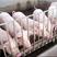 贵州仔猪三元仔猪养殖场猪场现抓体型好品种纯好饲养