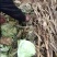 本地优质大白菜，质量好常年供应量大从优，