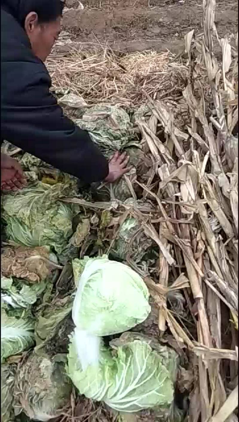 本地优质大白菜，质量好常年供应量大从优，