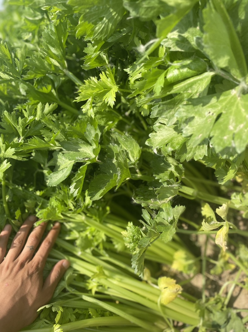 精品毛芹，小西芹逐渐曾量