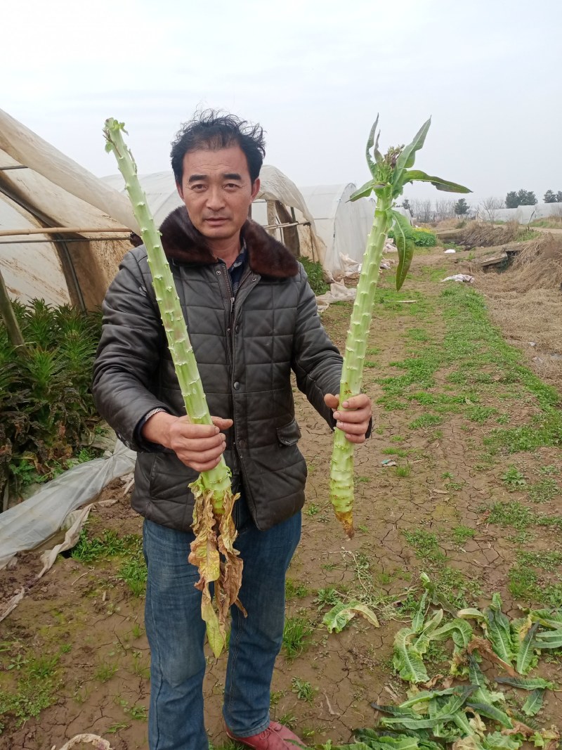 净菜，毛菜，光杆，大量有货，一手货源，欢迎订购