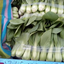 永年精品。上海青小油菜二两以上长期有货可供各大商超