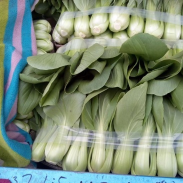 永年精品。上海青小油菜二两以上长期有货可供各大商超