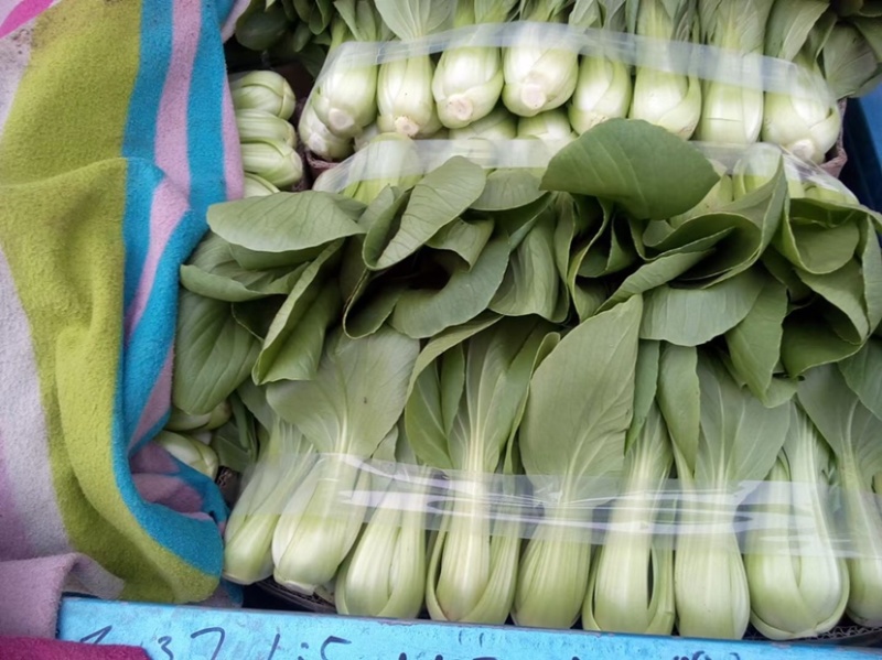 永年精品。上海青小油菜二两以上长期有货可供各大商超