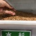 新采杉木种子生长快行道树刺杉红心杉速生云南杉木苗杉树种子