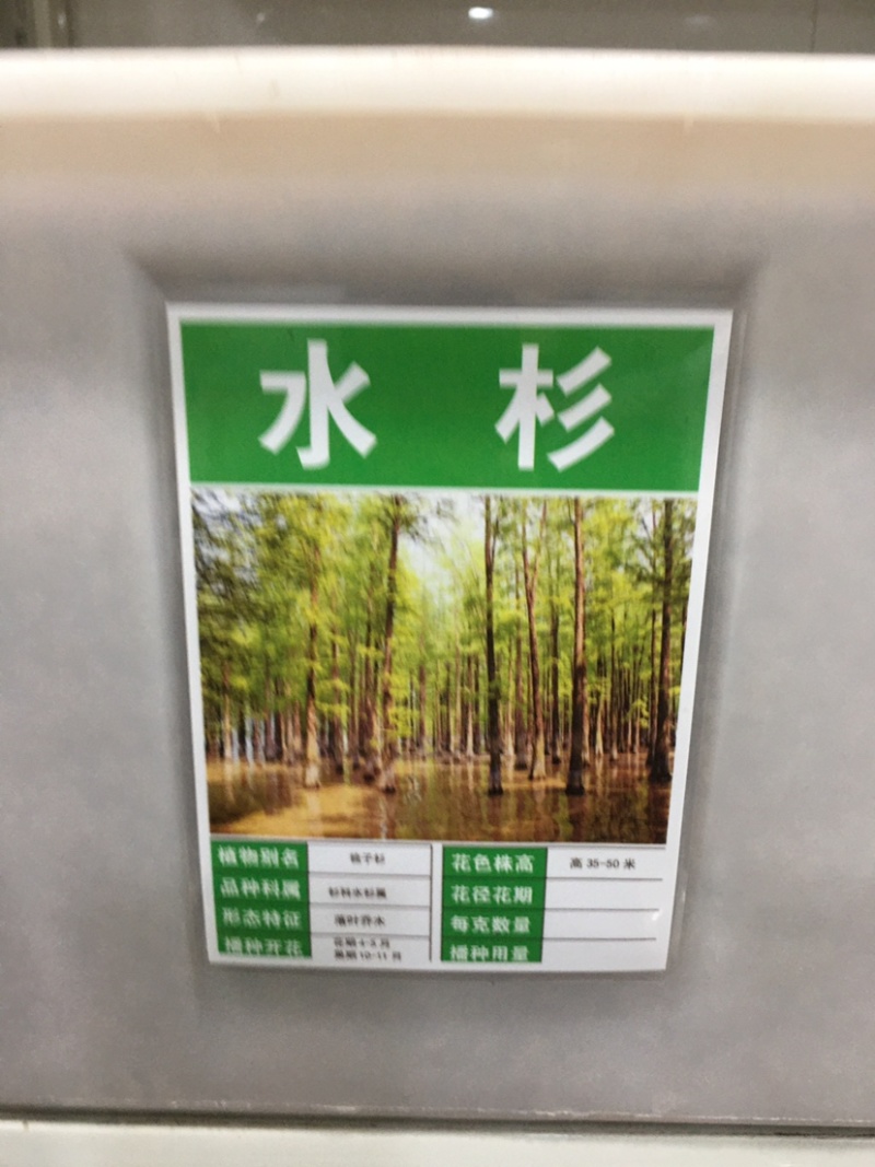 新采杉木种子生长快行道树刺杉红心杉速生云南杉木苗杉树种子